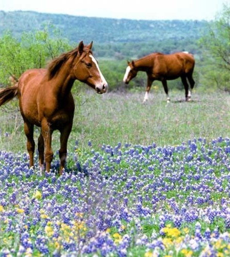 Copy of Bluebonnets and horses
